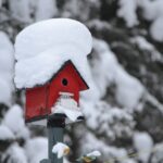 Stunde der Wintervögel, aus dem Wald ans Futterhaus