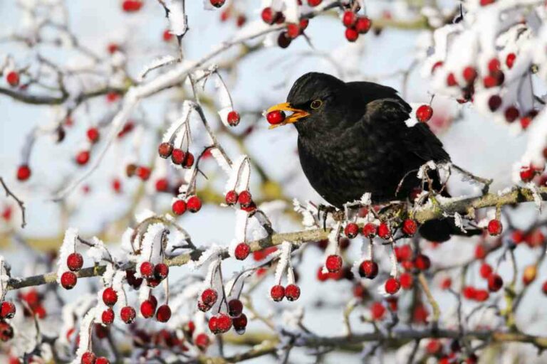 NABU: Waldvögel zieht es in Gärten und Parks
