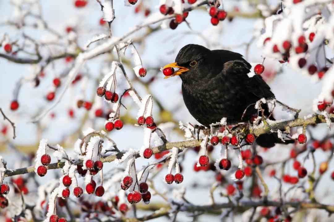 Amsel im Wacholder