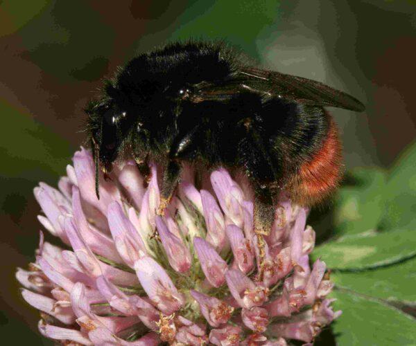 Steinhummel