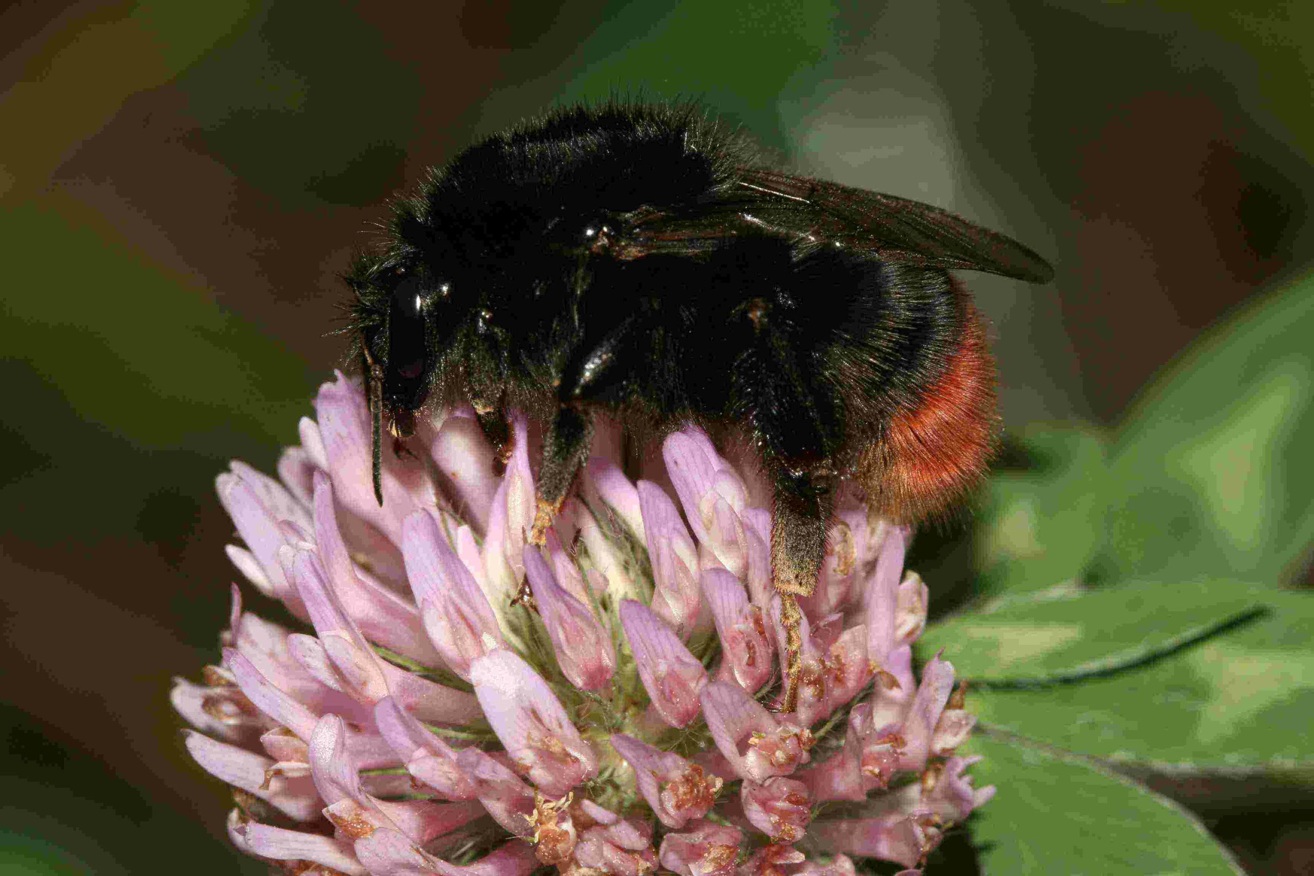 Steinhummel