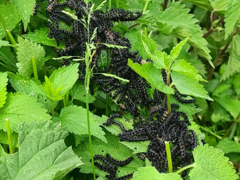 Brennnesseln vielseitige Nahrung im Garten