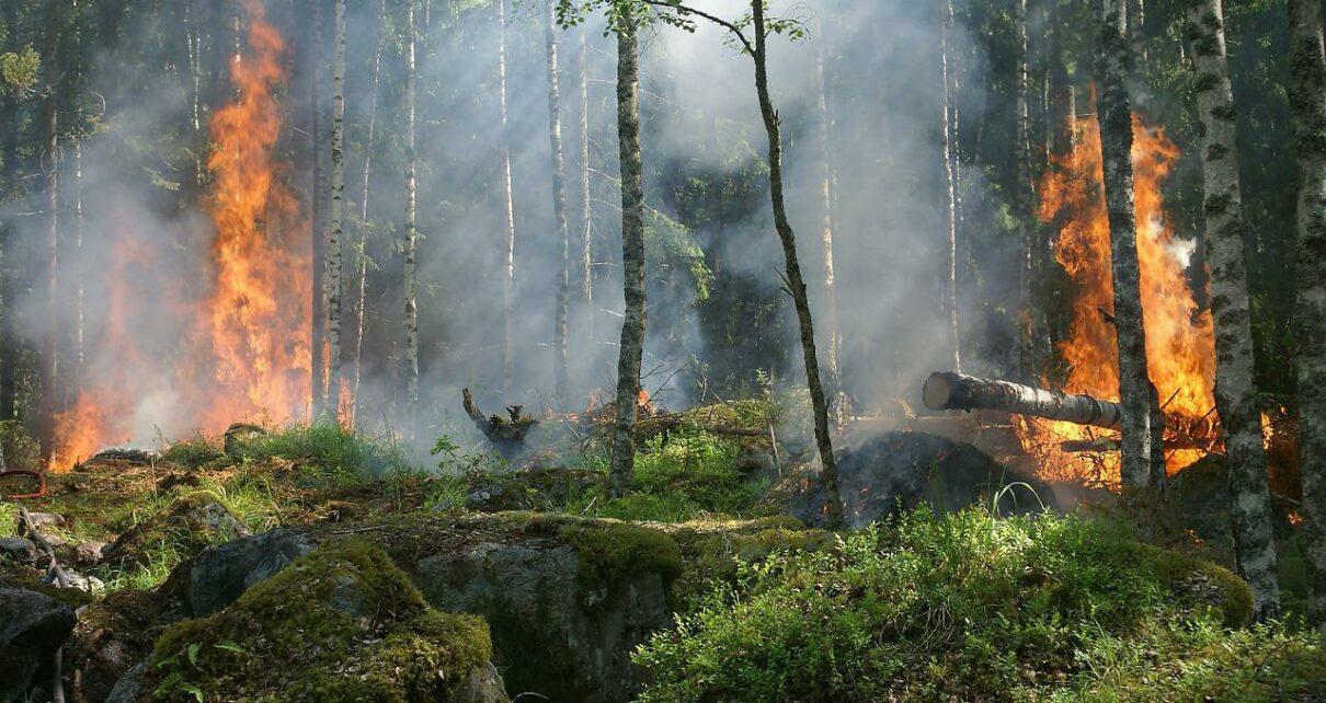 Entstehender Waldbrand