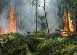 Entstehender Waldbrand