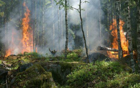 Entstehender Waldbrand