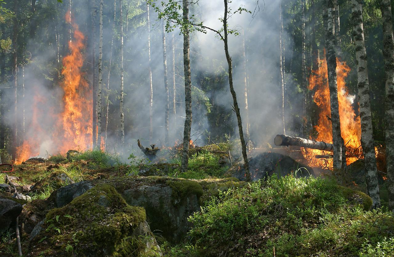 Entstehender Waldbrand