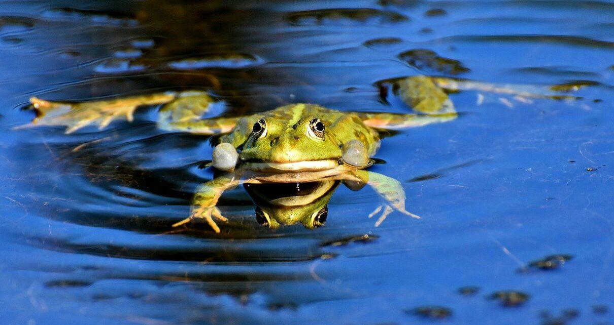 Frosch im Wasser