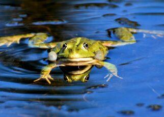 Frosch im Wasser