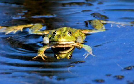 Frosch im Wasser