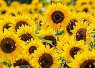 Sonnenblumen