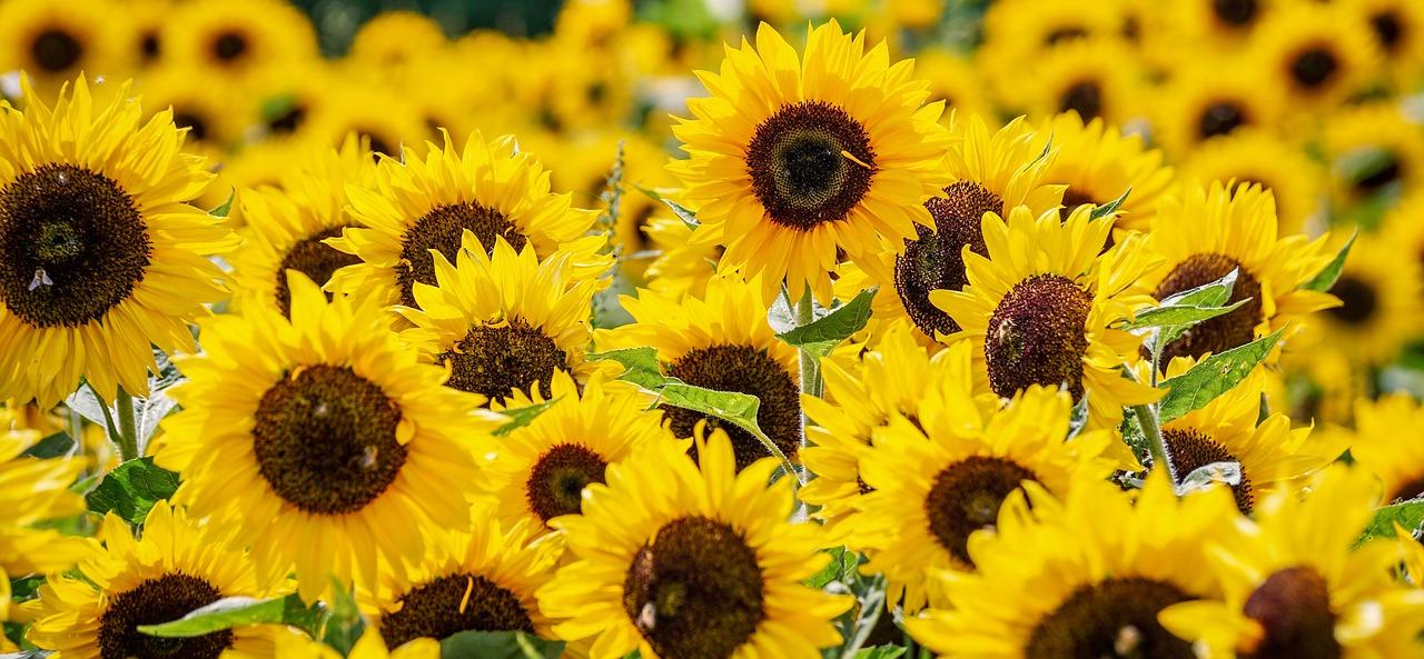 Sonnenblumen