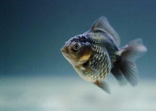 Fisch