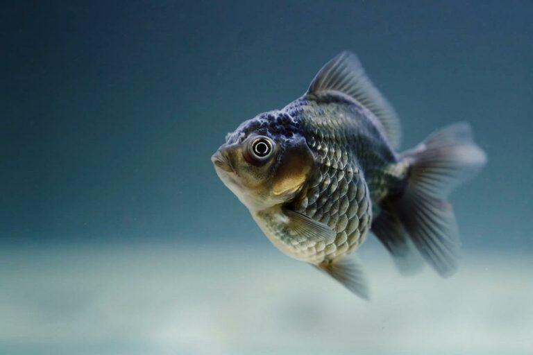 Fische sterben im Aschaffenburger Fasaneriesee