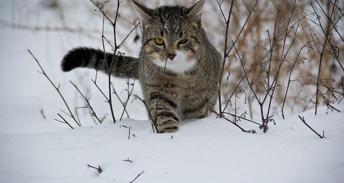 Freilaufende Katzen müssen kastriert werden