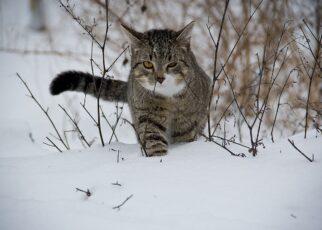 Freilaufende Katzen müssen kastriert werden