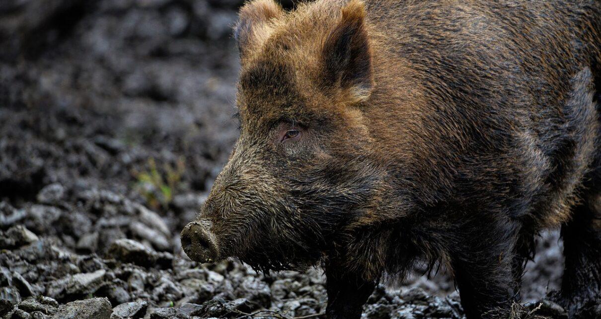 Wildschwein im Wald