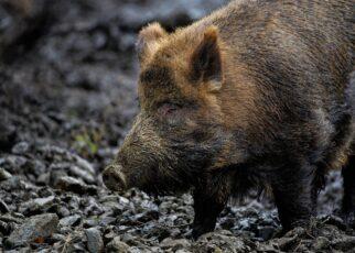 Wildschwein im Wald