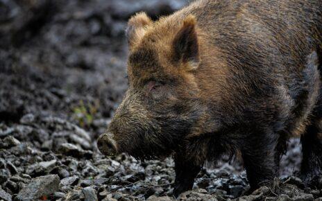 Wildschwein im Wald