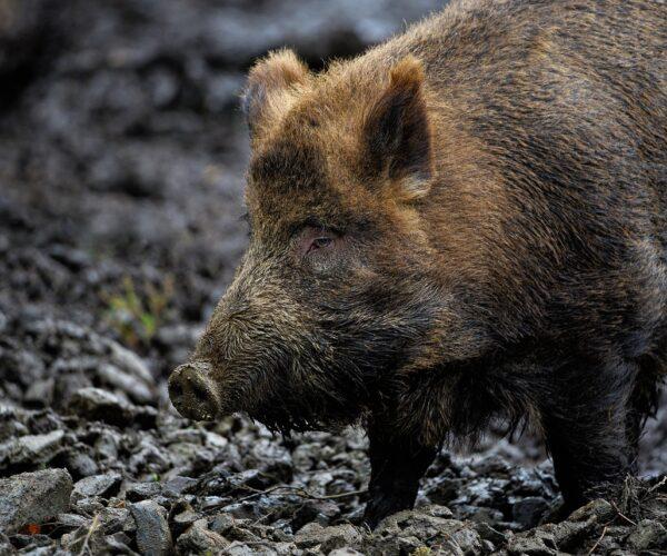 Wildschwein im Wald