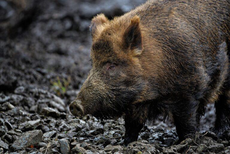 Obernauer Wald-Wege wegen Jagd gesperrt