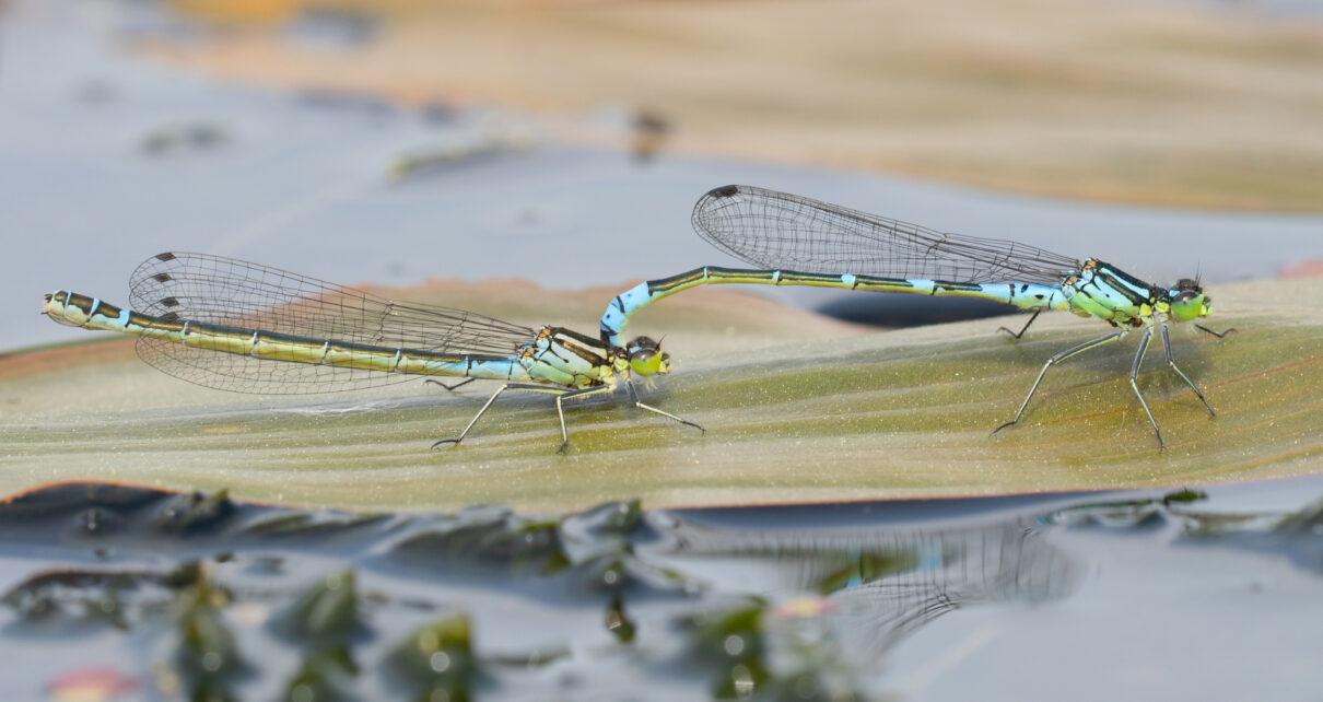 mond-azurjungfer-libelle