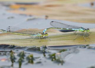 mond-azurjungfer-libelle