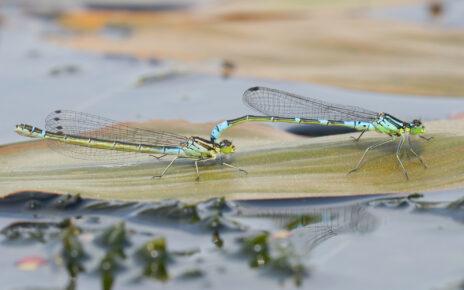 mond-azurjungfer-libelle