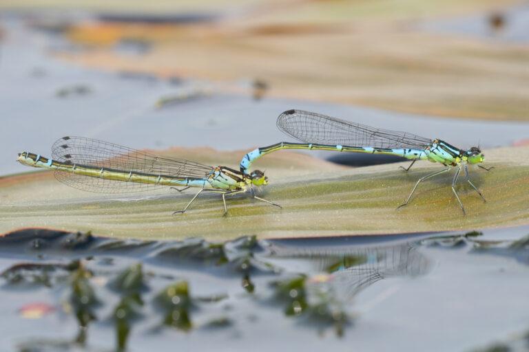 Die Mond-Azurjungfer ist Libelle des Jahres 2024