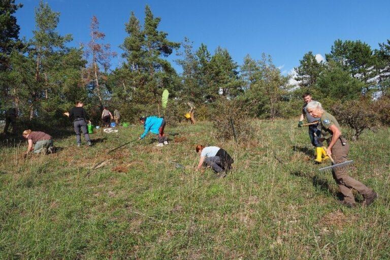 Streifenbläuling: Pflanzaktion für seltenen Schmetterling in der Rhön